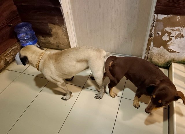 No  - Dachshund + Pug Dog