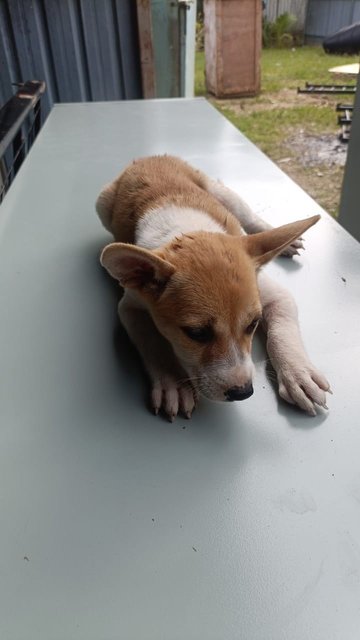 Puppies1,2,3,4 - Mixed Breed Dog