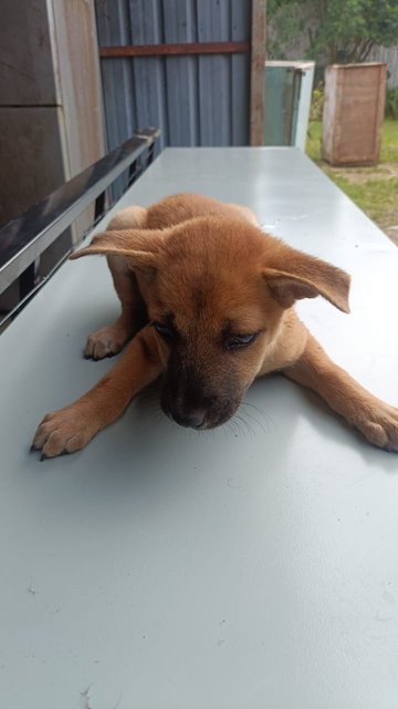 Puppies1,2,3,4 - Mixed Breed Dog