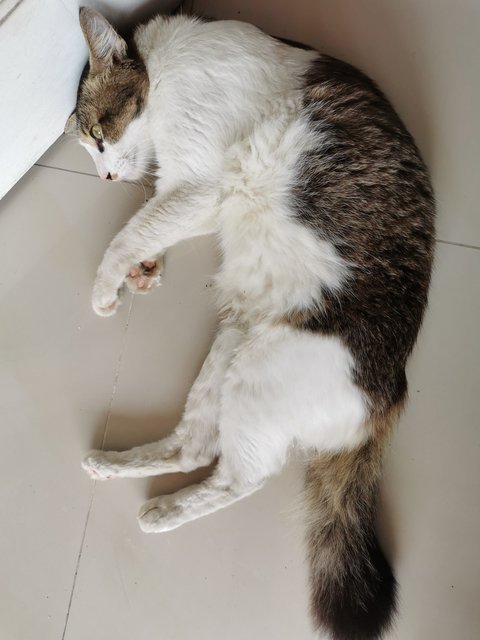 Tigger - Domestic Medium Hair Cat