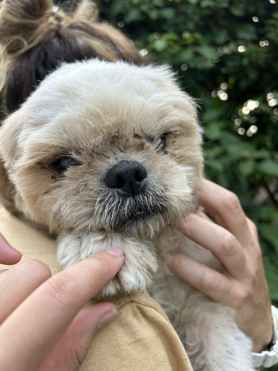 Bella - Shih Tzu Dog