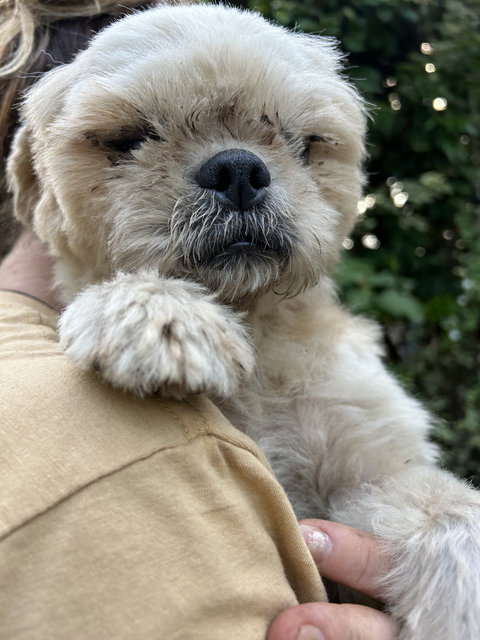 Bella - Shih Tzu Dog