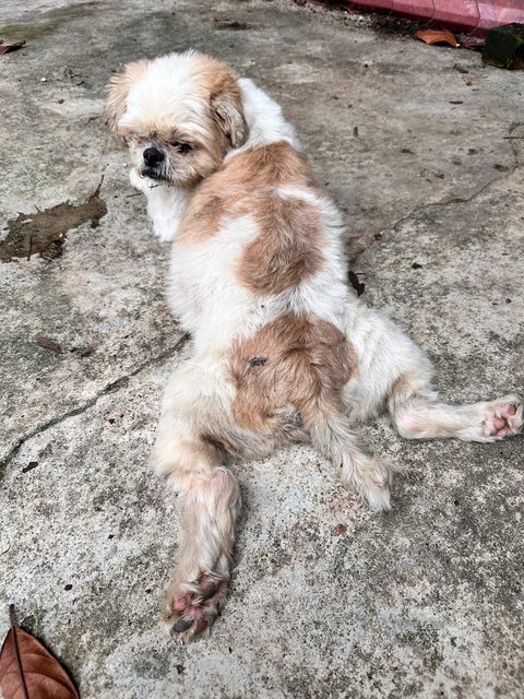 Bella - Shih Tzu Dog