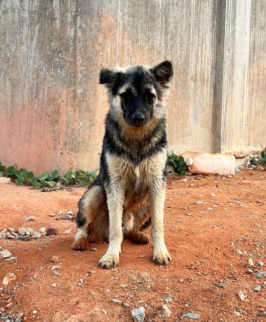 Jacob Black - Mixed Breed Dog