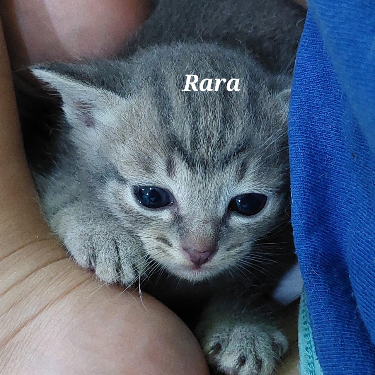 Rara&amp;li - Domestic Short Hair Cat