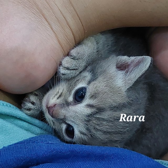 Rara&amp;li - Domestic Short Hair Cat