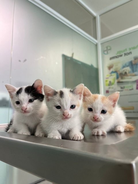 Kittens For Adoption - Domestic Short Hair Cat