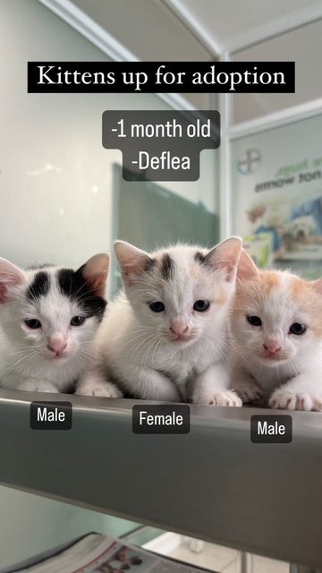 Kittens For Adoption - Domestic Short Hair Cat