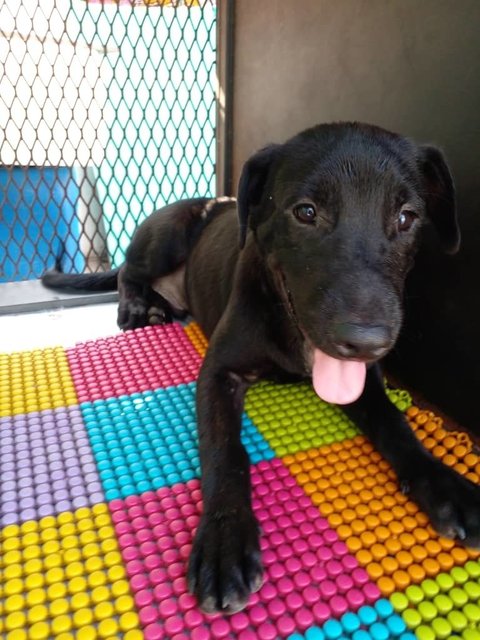 Shadow - Labrador Retriever Mix Dog