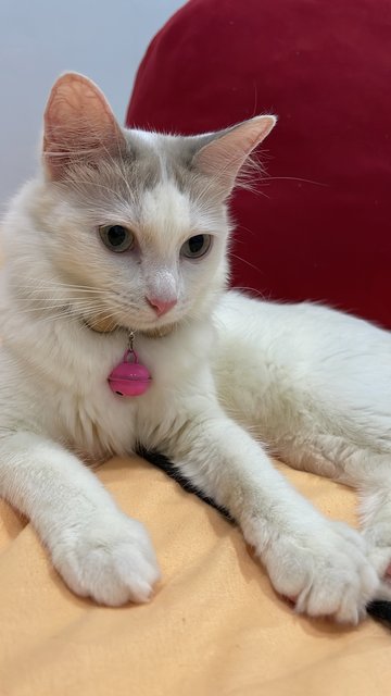 Sisi  - Ragdoll Cat