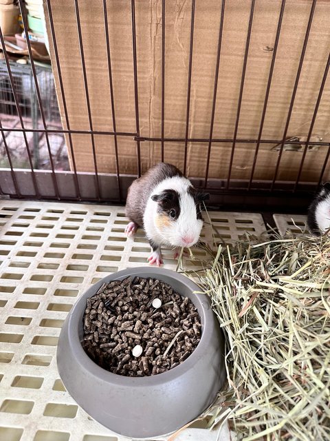 Guinea Pig(S) - Guinea Pig Small & Furry