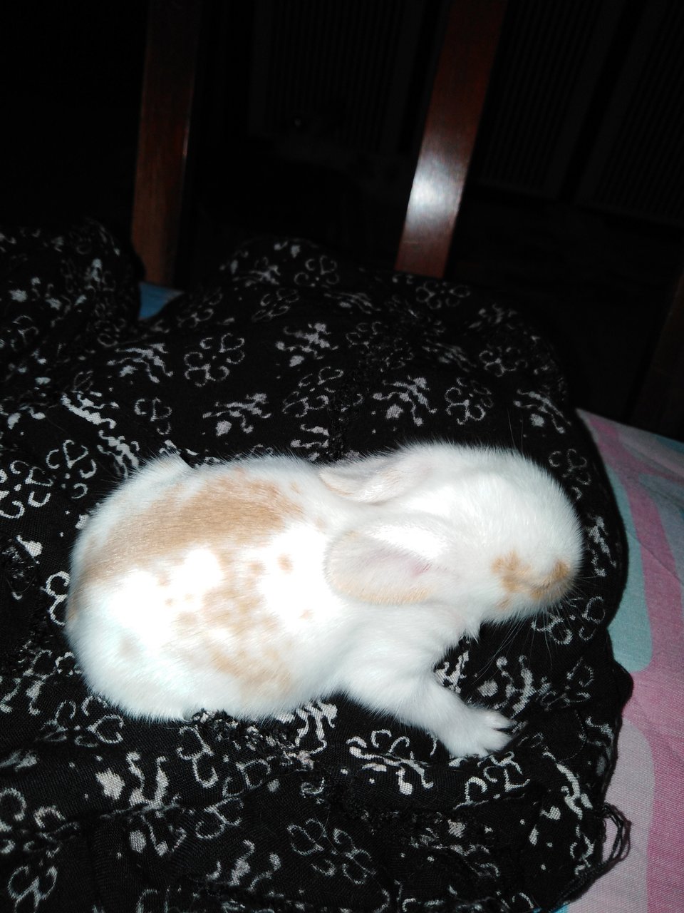 Laney - Bunny Rabbit Rabbit