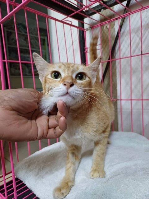 Washing Machine - Domestic Short Hair Cat