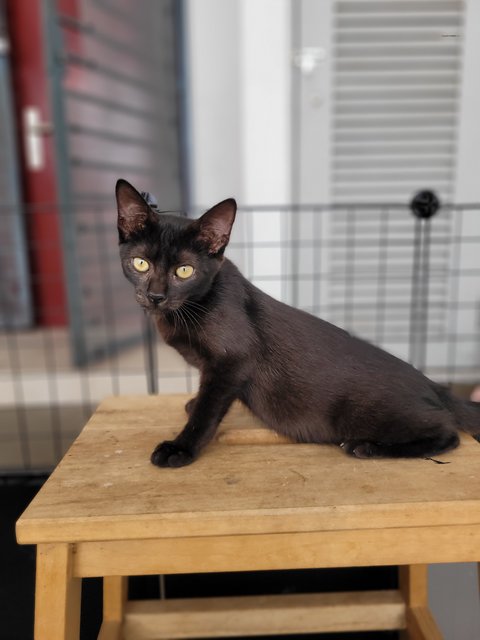 Nadja - Domestic Short Hair Cat
