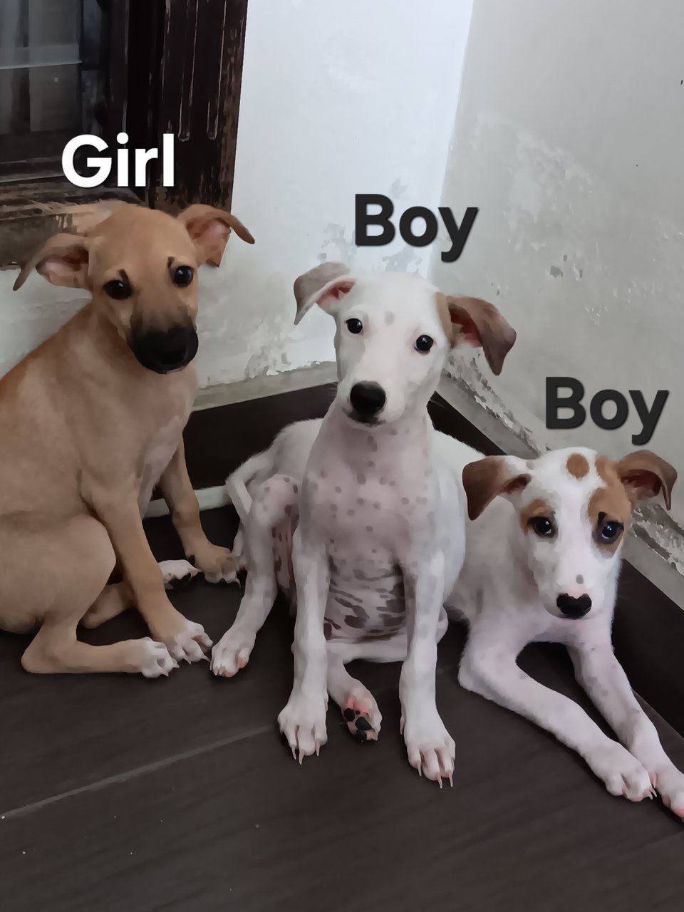 Foursome Pups - Mixed Breed Dog