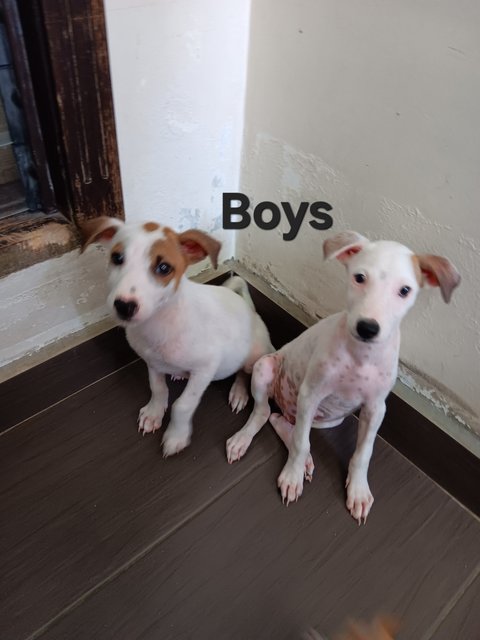 Foursome Pups - Mixed Breed Dog