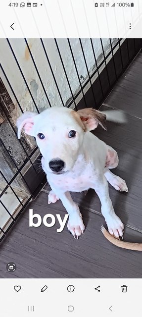 Foursome Pups - Mixed Breed Dog