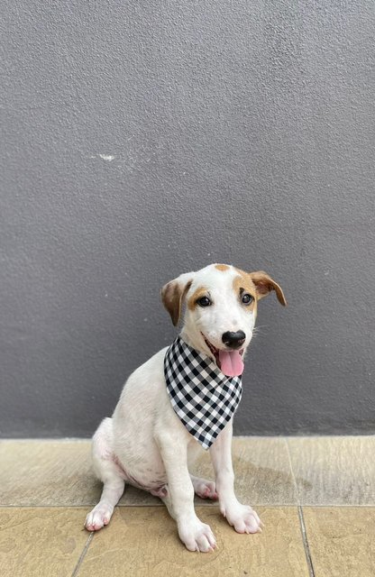 Foursome Pups - Mixed Breed Dog