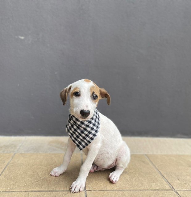 Foursome Pups - Mixed Breed Dog