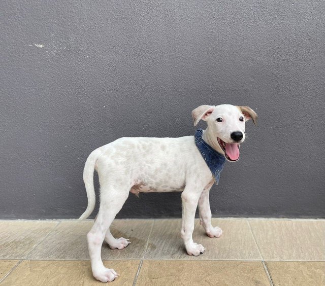 Foursome Pups - Mixed Breed Dog