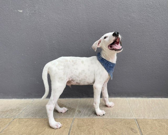 Foursome Pups - Mixed Breed Dog