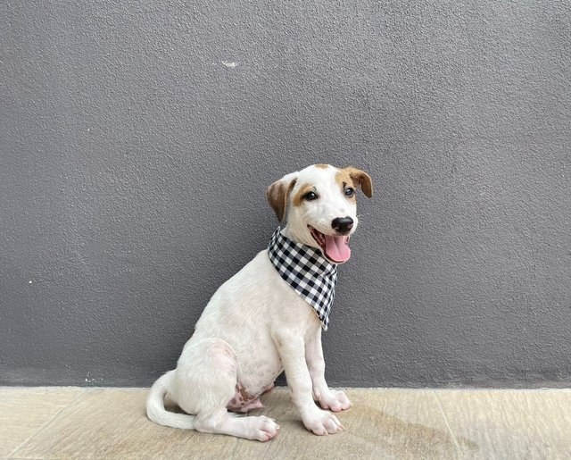 Foursome Pups - Mixed Breed Dog