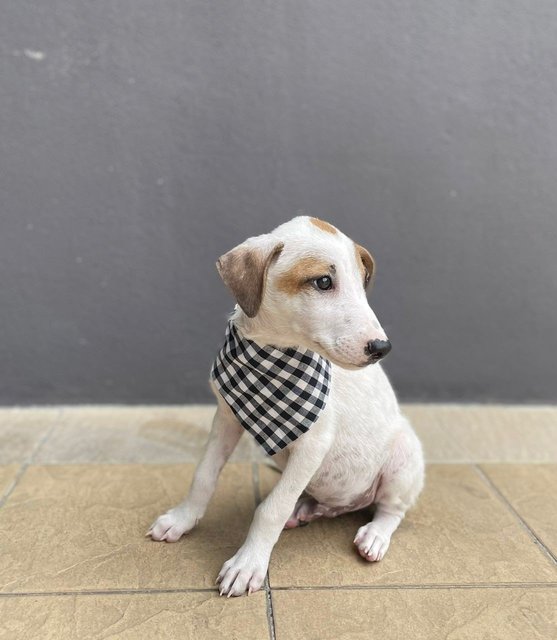 Foursome Pups - Mixed Breed Dog