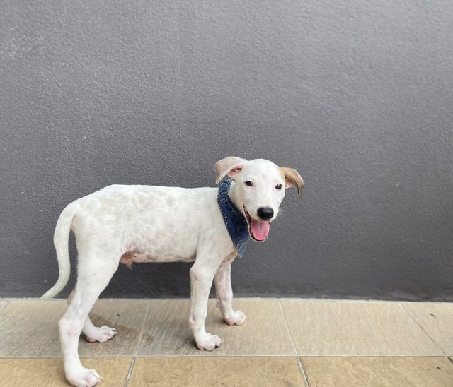 Foursome Pups - Mixed Breed Dog