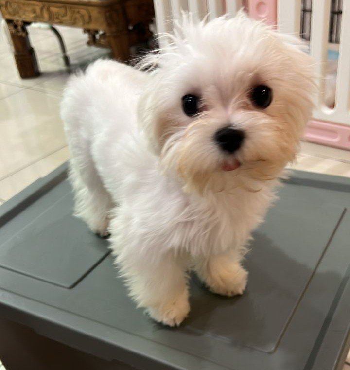 Maltese Puppy For Adoption - 7 Months, PF132932 from Masai, Johor ...