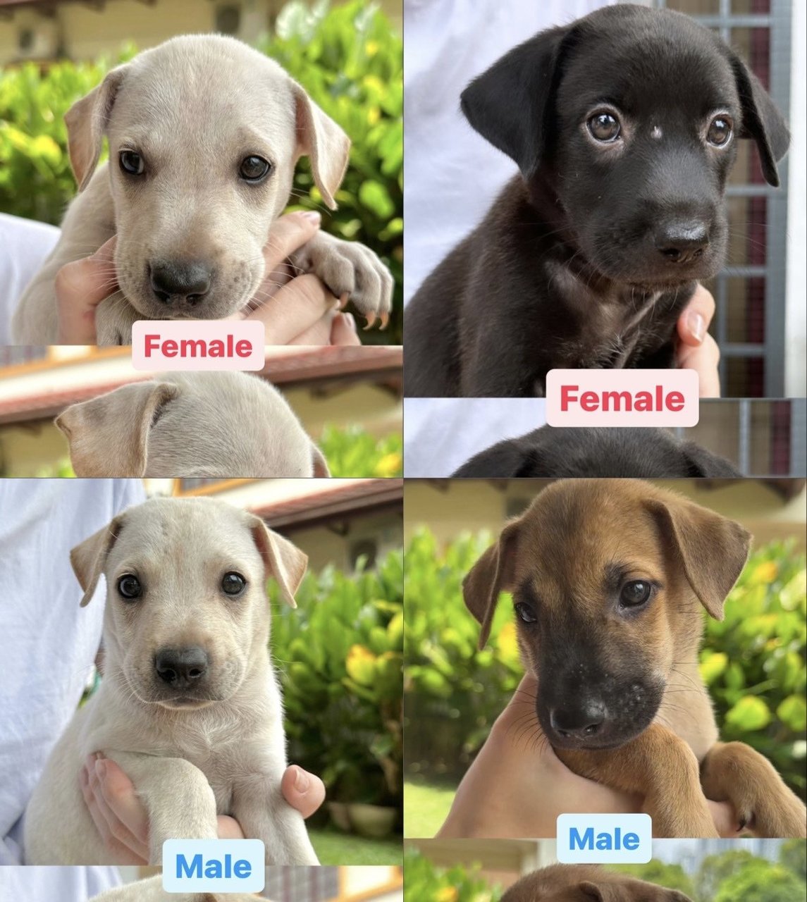 6 Puppies - Mixed Breed Dog