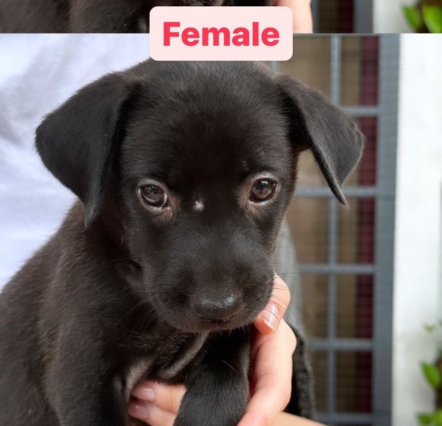 6 Puppies - Mixed Breed Dog