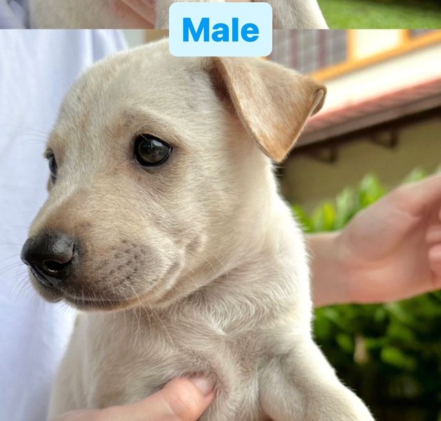 6 Puppies - Mixed Breed Dog