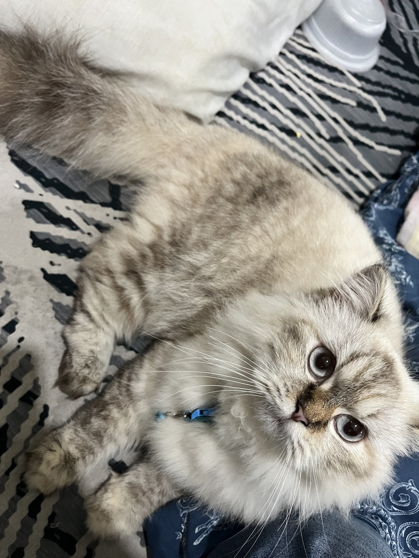 Persian Cat Adopted - 1 Year 3 Months, Ca from Bangsar, Kuala Lumpur ...