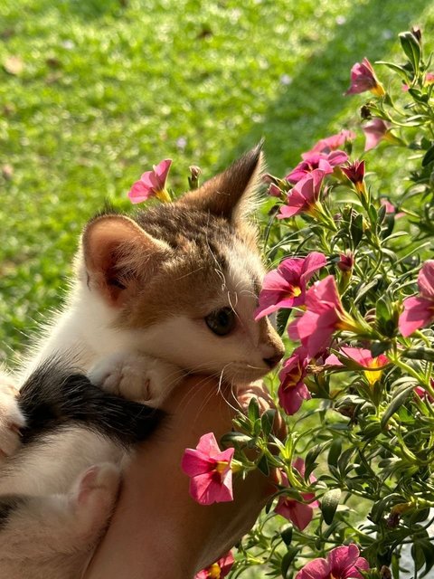 Lili Sue  - Calico Cat