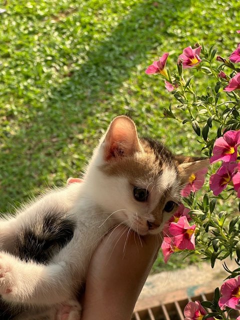 Lili Sue  - Calico Cat
