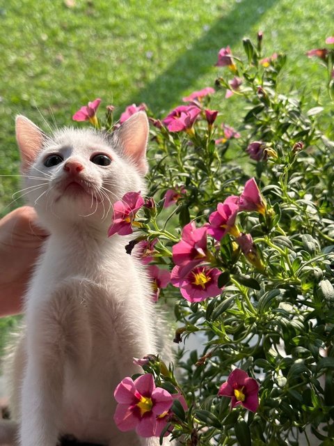 Jon - Domestic Short Hair Cat