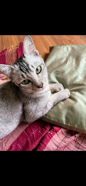 Thai - Domestic Medium Hair Cat