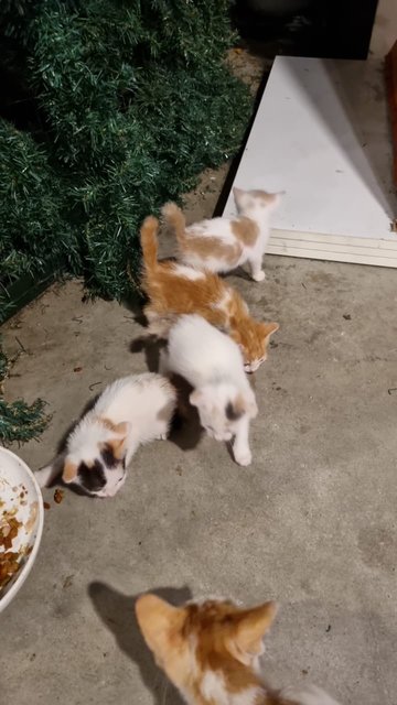 4 Kittens - Domestic Short Hair Cat