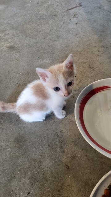 4 Kittens - Domestic Short Hair Cat