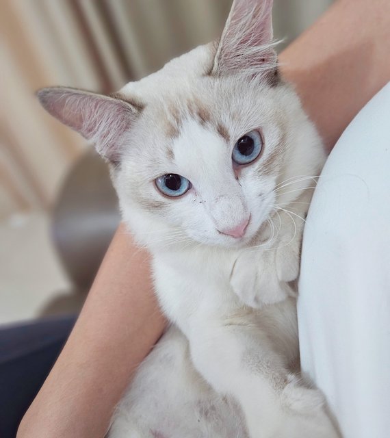 Toufu - Domestic Medium Hair + Ragdoll Cat