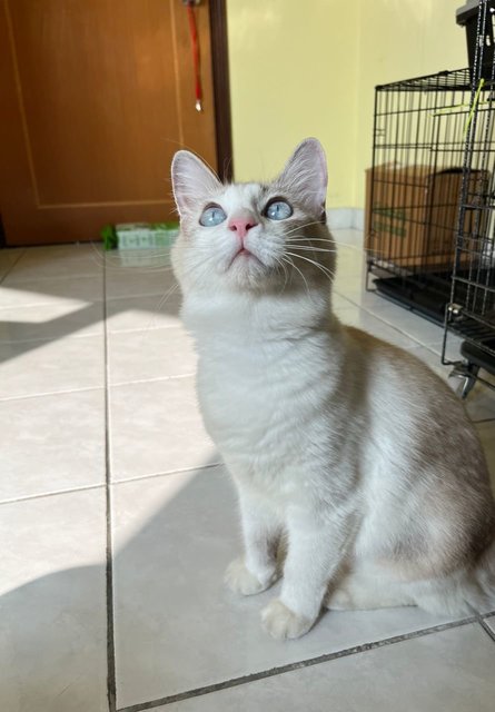 Toufu - Domestic Medium Hair + Ragdoll Cat