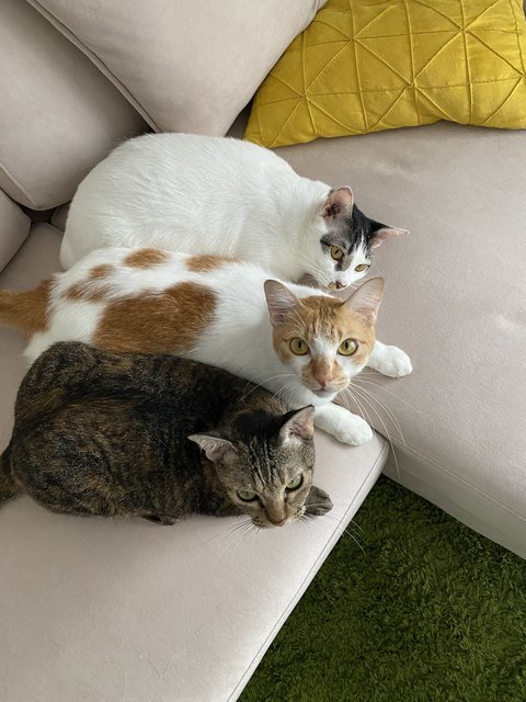 Nicole, Gumball &amp; Anais - Domestic Short Hair Cat