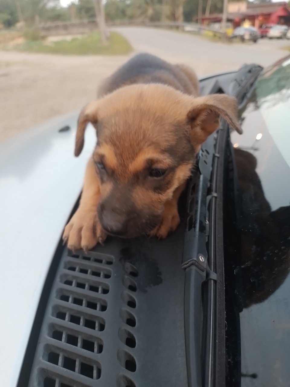 Boy - Mixed Breed Dog