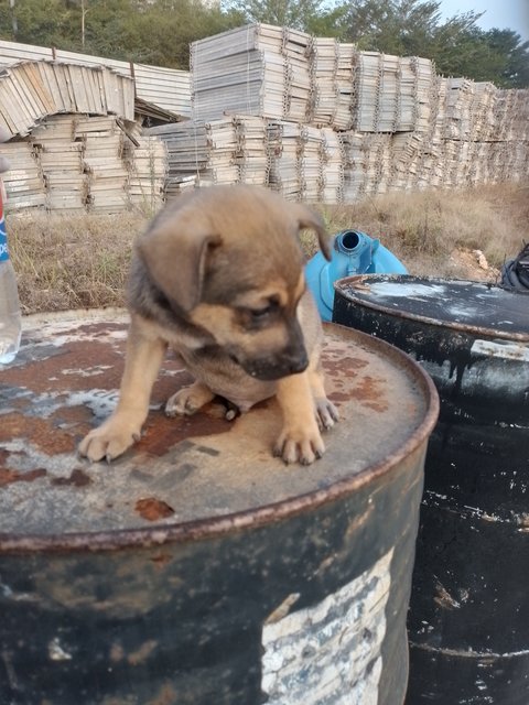 Boy - Mixed Breed Dog