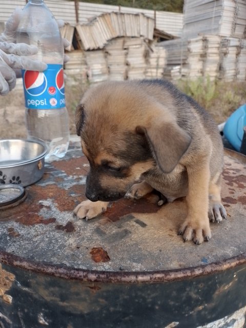 Boy - Mixed Breed Dog