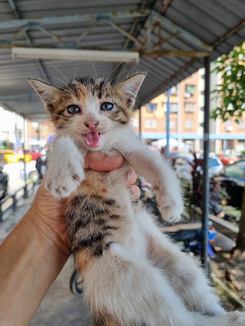 Lili - Calico Cat