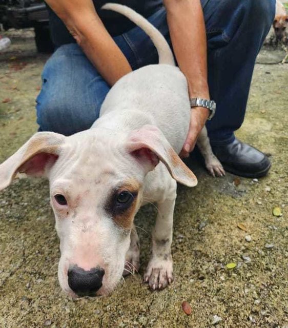 Boy 1 - Bull Terrier Mix Dog