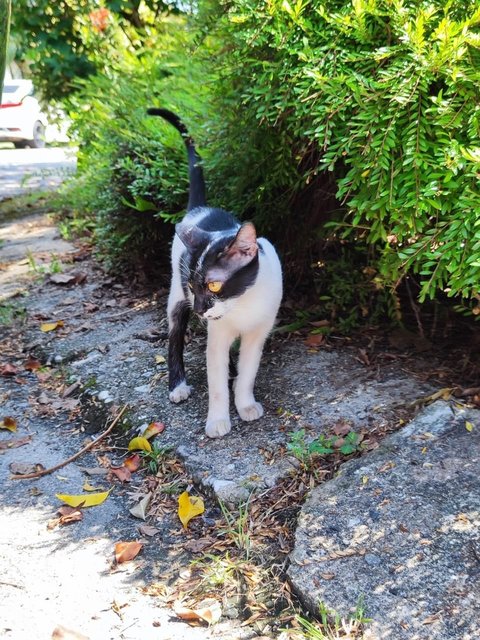 Zorro - Domestic Short Hair Cat