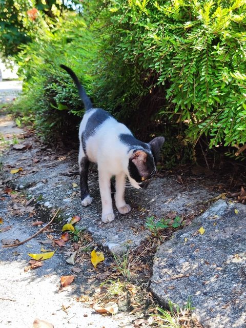 Zorro - Domestic Short Hair Cat