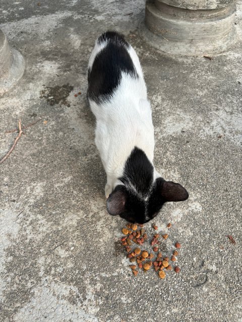 Zorro - Domestic Short Hair Cat